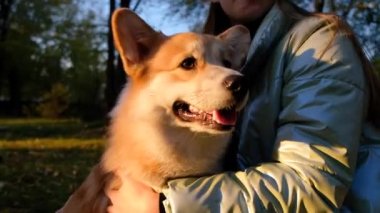 Gülümseyen kız Galli Corgi Pembroke köpeğiyle oynuyor, mutlu şirin köpek. Köpek sahibinin ellerinde yatıyor. Parkta oynayan sevimli köpek..