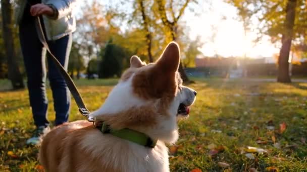 Πορτρέτο του χαμογελαστού Ουαλίας Corgi Pembroke, χαρούμενος σκύλος παίζει στο πάρκο — Αρχείο Βίντεο