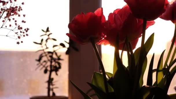 Прекрасні червоні тюльпанові квіти у вазі. Гарний букет червоних тюльпанів на віконному фоні. Час обіду. День матері, свято, любов, день народження, великодній день. — стокове відео