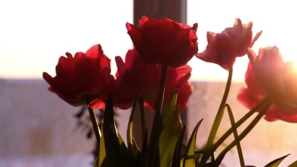 Beautiful red tulip flowers in vase. Beautiful bouquet of Red tulips on window background. Springtime. Mothers day, Holiday, Love, birthday, Easter background. — ストック動画