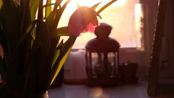 花瓶里美丽的红色郁金香花.漂亮的红色郁金香花束在窗户的背景上.春天的时候。母亲节，假日，爱情，生日，复活节背景. — 图库视频影像