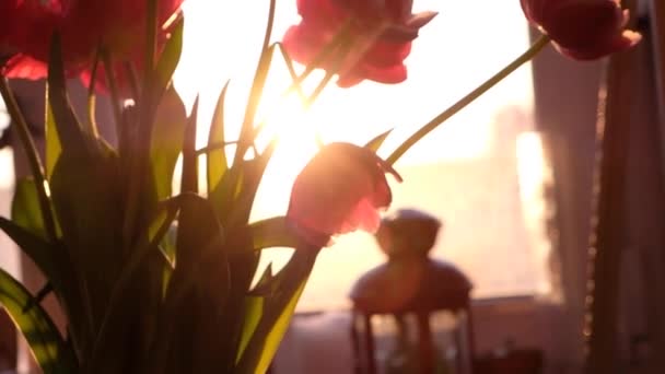 Beautiful red tulip flowers in vase. Beautiful bouquet of Red tulips on window background. Springtime. Mothers day, Holiday, Love, birthday, Easter background. — ストック動画