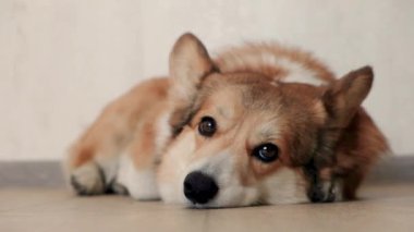 Üzgün gözlerle yerde yatan, göz kırpan ve yatmaya hazırlanan tatlı Corgi köpeği. Komik Corgi köpeği yerde yatıyor, gözlerini kırpıyor, kulaklarını çırpıyor..