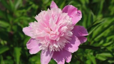 Pink peonies bloomed in the garden in spring. Beautiful pink peony flower on green leaves background. 