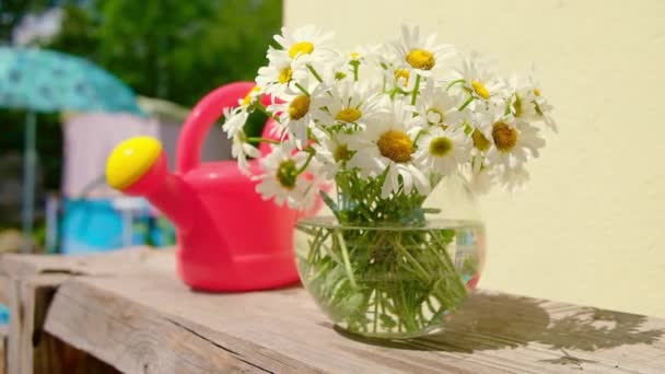 赤い花瓶の庭の散水缶とラウンドガラスのデイジー夏の花のカラフルな花束 庭でクローズアップ夏の白いカモミール 美容治療 漢方薬 — ストック動画