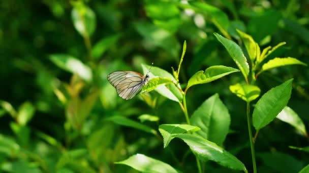 Fehér Pillangó Repül Fehér Virág Étkezés Után Pillangó Nyári Kertben — Stock videók