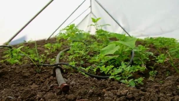 Biologischer Und Umweltfreundlicher Anbau Von Pflanzen Einem Dreieckigen Gewächshaus Reihen — Stockvideo
