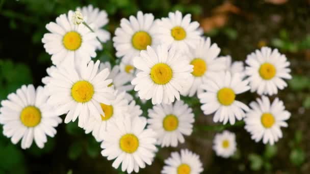 夏の風に揺れる美しい白いカモミールの花のクローズアップ チャメムエル ノビレ 生態系 風に揺れるデイジーの花 — ストック動画