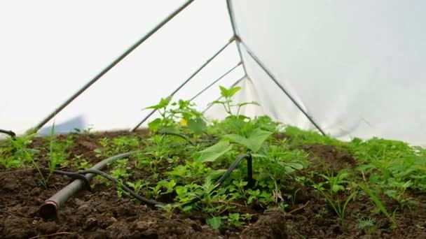 Organic Environmentally Friendly Cultivation Plants Triangular Greenhouse Rows Plants Grown — Video
