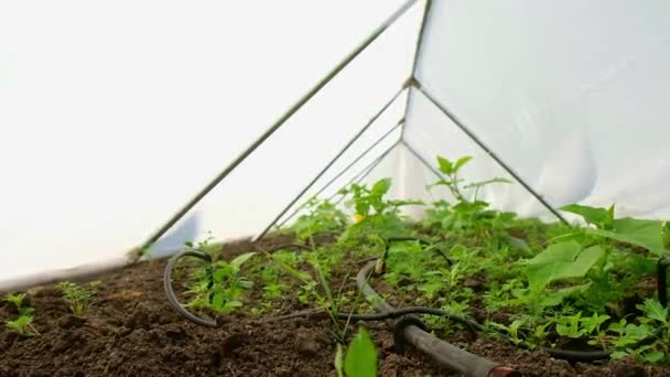 Cultivo Ecológico Respetuoso Con Medio Ambiente Plantas Invernadero Triangular Filas — Vídeo de stock
