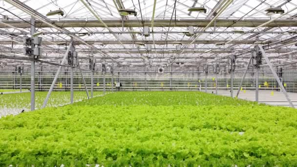 Skleníková Plantáž Zelení Koncept Průmyslového Zemědělství Řady Rostlin Pěstovaných Uvnitř — Stock video