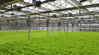 Greenhouse plantation with greenery. Concept for industrial agriculture. Rows of Plant Cultivated Inside a Large Greenhouse Building. Eco farming business. Agroindustry and the agricultural business. 