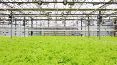 Greenhouse plantation with greenery. Concept for industrial agriculture. Rows of Plant Cultivated Inside a Large Greenhouse Building. Eco farming business. Cultivate and Selection