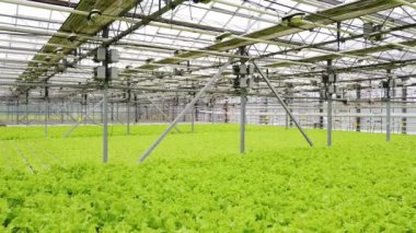 Greenhouse plantation with greenery. Concept for industrial agriculture. Rows of Plant Cultivated Inside a Large Greenhouse Building. Eco farming business. Cultivate and Selection