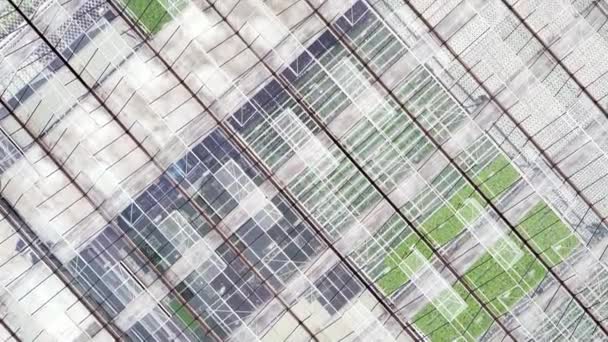 Аерофотозйомка Тепличних Плантацій Зеленню Скляна Ферма Концепція Промислового Сільського Господарства — стокове відео