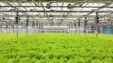 Greenhouse plantation with greenery. Concept for industrial agriculture. Rows of Plant Cultivated Inside a Large Greenhouse Building. Eco farming business. Cultivate and Selection