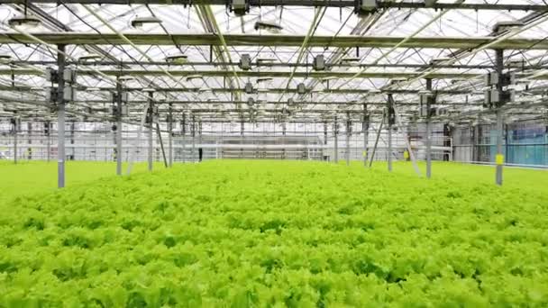 Skleníková Plantáž Zelení Koncept Průmyslového Zemědělství Řady Rostlin Pěstovaných Uvnitř — Stock video