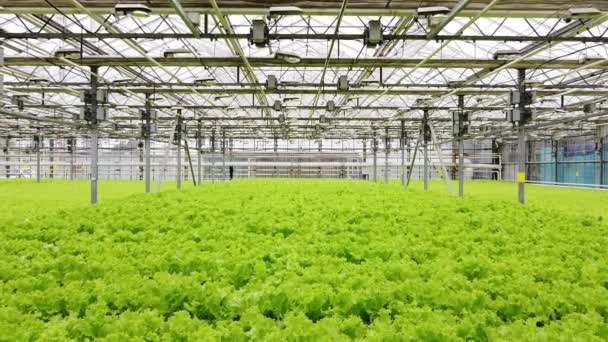 Plantación Invernadero Con Vegetación Concepto Para Agricultura Industrial Filas Plantas — Vídeos de Stock