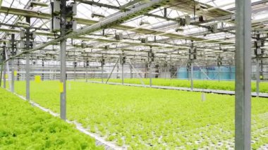 Greenhouse plantation with greenery. Concept for industrial agriculture. Rows of Plant Cultivated Inside a Large Greenhouse Building. Eco farming business. Agroindustry and the agricultural business. 