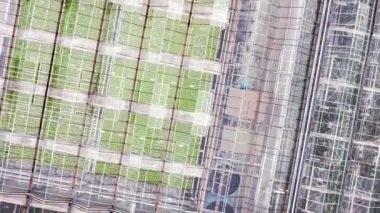 Greenhouse plantation with greenery. Concept for industrial agriculture. Rows of Plant Cultivated Inside a Large Greenhouse Building. Eco farming business. Cultivate and Selection