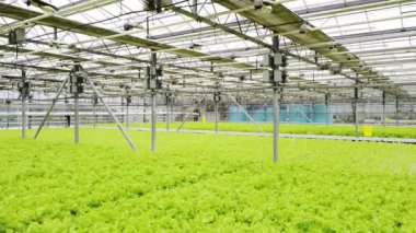 Greenhouse plantation with greenery. Concept for industrial agriculture. Rows of Plant Cultivated Inside a Large Greenhouse Building. Eco farming business. Cultivate and Selection