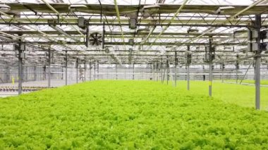 Greenhouse plantation with greenery. Concept for industrial agriculture. Rows of Plant Cultivated Inside a Large Greenhouse Building. Eco farming business. Cultivate and Selection