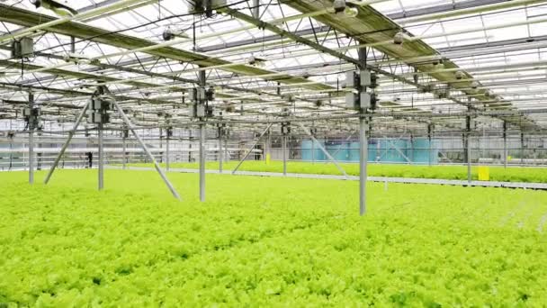 有绿地的温室种植园 工业农业的概念 在一个大温室里栽培的一排排植物 生态农业企业 培育与选择 — 图库视频影像