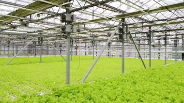 Greenhouse plantation with greenery. Concept for industrial agriculture. Rows of Plant Cultivated Inside a Large Greenhouse Building. Eco farming business. Cultivate and Selection