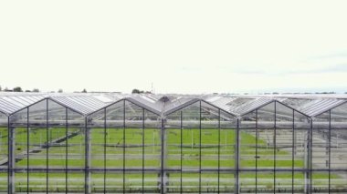 Greenhouse plantation with greenery. Concept for industrial agriculture. Rows of Plant Cultivated Inside a Large Greenhouse Building. Eco farming business. Cultivate and Selection