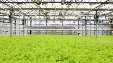 Greenhouse plantation with greenery. Concept for industrial agriculture. Rows of Plant Cultivated Inside a Large Greenhouse Building. Eco farming business. Agroindustry and the agricultural business. 