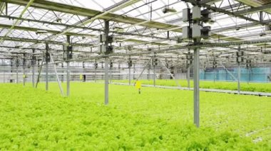 Greenhouse plantation with greenery. Concept for industrial agriculture. Rows of Plant Cultivated Inside a Large Greenhouse Building. Eco farming business. Cultivate and Selection