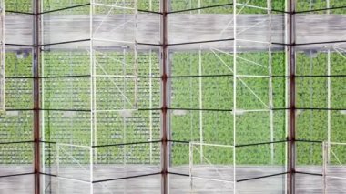 Aerial view greenhouse plantation with greenery. Glasshouse Farmland. Concept for industrial agriculture. Global business. Large Greenhouse Building. Eco farming business.