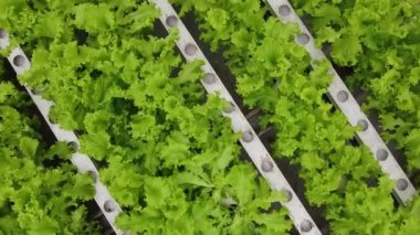 Greenhouse plantation with greenery. Concept for industrial agriculture. Rows of Plant Cultivated Inside a Large Greenhouse Building. Eco farming business. Agroindustry and the agricultural business. 