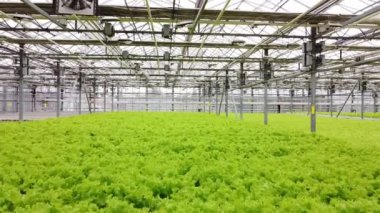 Greenhouse plantation with greenery. Concept for industrial agriculture. Rows of Plant Cultivated Inside a Large Greenhouse Building. Eco farming business. Cultivate and Selection