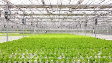 Greenhouse plantation with greenery. Concept for industrial agriculture. Rows of Plant Cultivated Inside a Large Greenhouse Building. Eco farming business. Agroindustry and the agricultural business. 