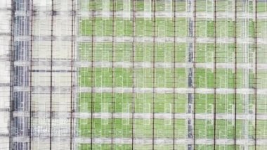 Greenhouse plantation with greenery. Concept for industrial agriculture. Rows of Plant Cultivated Inside a Large Greenhouse Building. Eco farming business. Cultivate and Selection