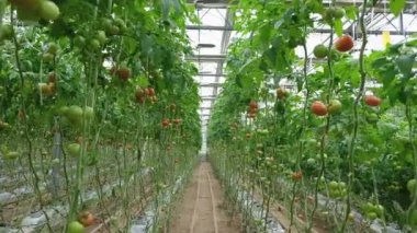Tomato production and transportation. Beautiful red ripe tomatoes background, agriculture industry. Growing tomatoes, Vegetable business, Greenhouse with tomatoes, Successful Farm