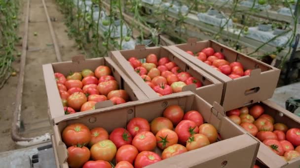 Κουτί Φρέσκες Ώριμες Κόκκινες Ντομάτες Βιολογικά Λαχανικά Μικρή Τοπική Φάρμα — Αρχείο Βίντεο
