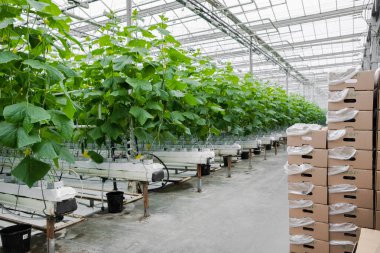 Boxes with fresh ripe cucumber. Organic food and vegetables. Healthy eating. Hydroponics in agribusiness. Growing cucumbers in a greenhouse using drip irrigation. Smooth camera movement.