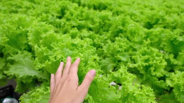 Mano Femenina Toca Las Plantas Lechuga Verde Agricultor Mano Comprobar — Vídeos de Stock