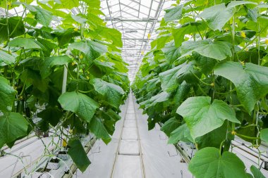  Rows of fresh ripe cucumbers in greenhouse. Organic food and vegetables. Healthy eating. Hydroponics in agribusiness. Growing cucumbers in a greenhouse using drip irrigation. Smooth camera movement.