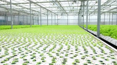 Greenhouse plantation with lettuce sprouts. Concept for industrial agriculture. Rows of Plant Cultivated Inside a Large Greenhouse Building. Eco farming business. Cultivate and Selection
