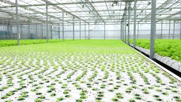 Greenhouse Plantation Lettuce Sprouts Concept Industrial Agriculture Rows Plant Cultivated — Stok video