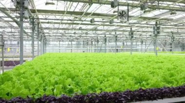 Greenhouse plantation with lettuce greenery. Concept for industrial agriculture. Rows of Plant Cultivated Inside a Large Greenhouse Building. Eco farming business. Cultivate and Selection