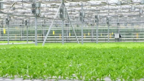 Skleníková Plantáž Zelení Salátu Koncept Průmyslového Zemědělství Řady Rostlin Pěstovaných — Stock video