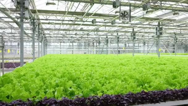 Greenhouse Plantation Lettuce Greenery Concept Industrial Agriculture Rows Plant Cultivated — Stockvideo