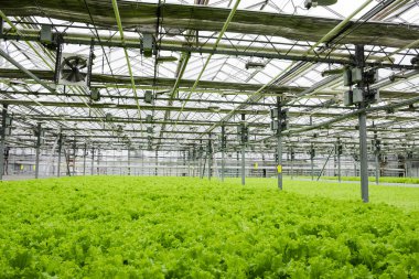 Greenhouse plantation with lettuce greenery. Concept for industrial agriculture. Rows of Plant Cultivated Inside a Large Greenhouse Building. Eco farming business. Cultivate and Selection