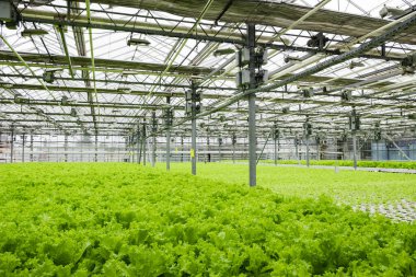 Greenhouse plantation with lettuce greenery. Concept for industrial agriculture. Rows of Plant Cultivated Inside a Large Greenhouse Building. Eco farming business. Cultivate and Selection