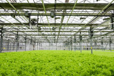 Greenhouse plantation with lettuce greenery. Concept for industrial agriculture. Rows of Plant Cultivated Inside a Large Greenhouse Building. Eco farming business. Cultivate and Selection