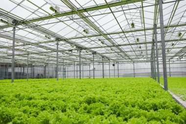 Greenhouse plantation with lettuce greenery. Concept for industrial agriculture. Rows of Plant Cultivated Inside a Large Greenhouse Building. Eco farming business. Cultivate and Selection